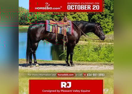 American Quarter Horse, Wallach, 6 Jahre, 150 cm, Rappe