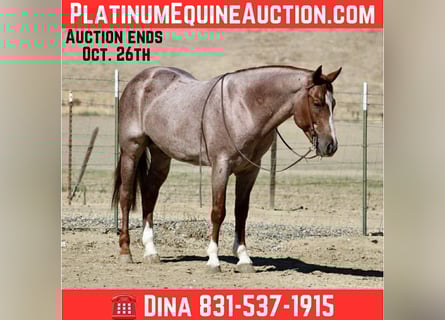 American Quarter Horse, Wallach, 6 Jahre, 150 cm, Roan-Red