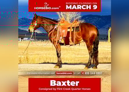 American Quarter Horse, Wallach, 6 Jahre, 150 cm, Rotbrauner