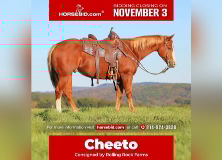 American Quarter Horse, Wallach, 6 Jahre, 150 cm, Rotfuchs