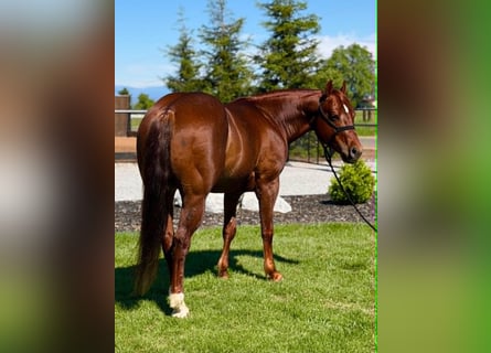 American Quarter Horse, Wallach, 6 Jahre, 150 cm, Rotfuchs