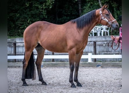 American Quarter Horse, Wallach, 6 Jahre, 152 cm, Brauner