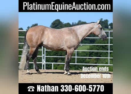American Quarter Horse, Wallach, 6 Jahre, 152 cm, Buckskin
