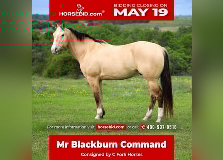 American Quarter Horse, Wallach, 6 Jahre, 152 cm, Buckskin