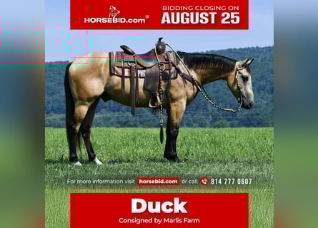 American Quarter Horse, Wallach, 6 Jahre, 152 cm, Buckskin