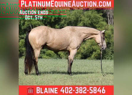 American Quarter Horse, Wallach, 6 Jahre, 152 cm, Buckskin