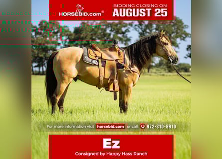 American Quarter Horse, Wallach, 6 Jahre, 152 cm, Buckskin