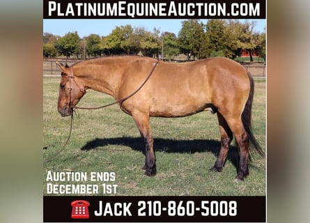 American Quarter Horse, Wallach, 6 Jahre, 152 cm, Falbe