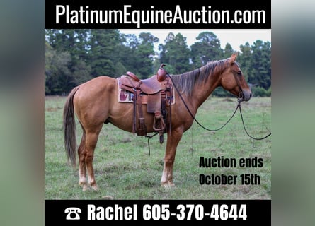 American Quarter Horse, Wallach, 6 Jahre, 152 cm, Falbe
