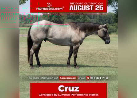 American Quarter Horse, Wallach, 6 Jahre, 152 cm, Grullo