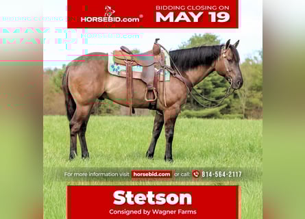 American Quarter Horse, Wallach, 6 Jahre, 152 cm, Grullo