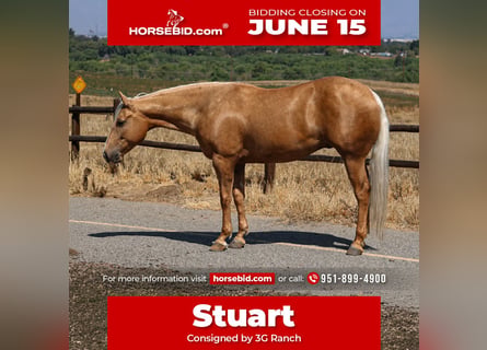 American Quarter Horse, Wallach, 6 Jahre, 152 cm, Palomino
