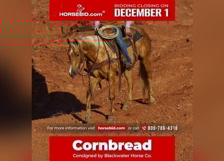 American Quarter Horse, Wallach, 6 Jahre, 152 cm, Palomino