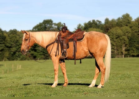 American Quarter Horse, Wallach, 6 Jahre, 152 cm, Palomino
