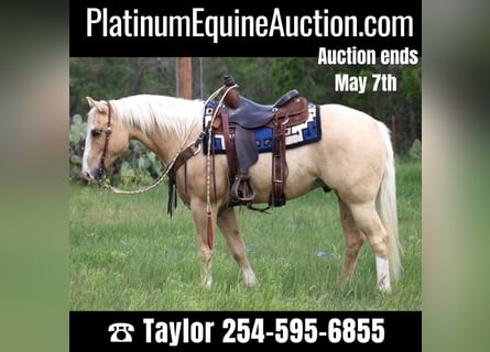 American Quarter Horse, Wallach, 6 Jahre, 152 cm, Palomino