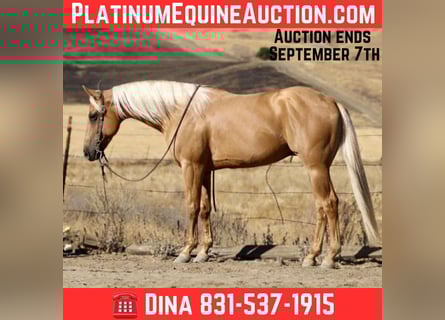 American Quarter Horse, Wallach, 6 Jahre, 152 cm, Palomino