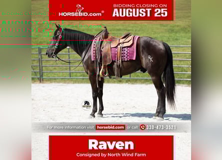 American Quarter Horse, Wallach, 6 Jahre, 152 cm, Rappe