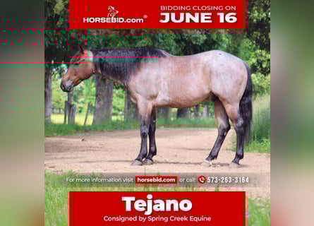 American Quarter Horse, Wallach, 6 Jahre, 152 cm, Roan-Bay