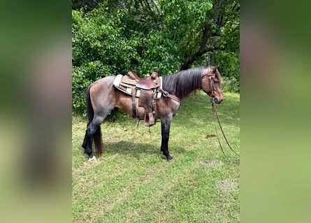 American Quarter Horse, Wallach, 6 Jahre, 152 cm, Roan-Bay