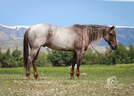 American Quarter Horse, Wallach, 6 Jahre, 152 cm, Roan-Red