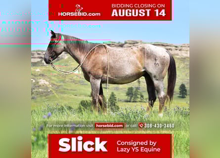 American Quarter Horse, Wallach, 6 Jahre, 152 cm, Roan-Red