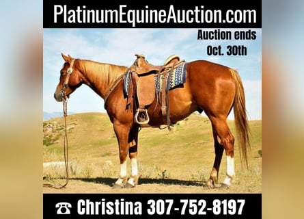 American Quarter Horse, Wallach, 6 Jahre, 152 cm, Rotfuchs