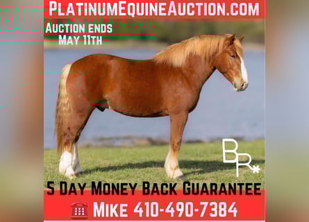 American Quarter Horse, Wallach, 6 Jahre, 152 cm, Rotfuchs