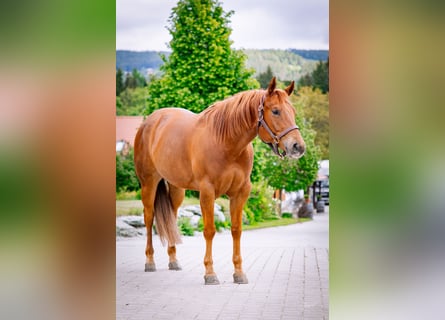 American Quarter Horse, Wallach, 6 Jahre, 154 cm, Fuchs