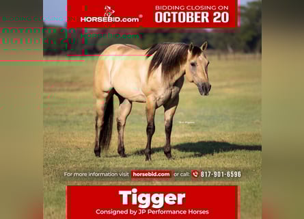 American Quarter Horse, Wallach, 6 Jahre, 155 cm, Buckskin