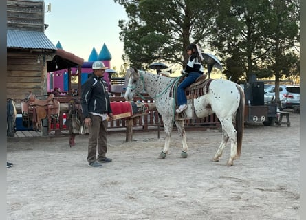 American Quarter Horse, Wallach, 6 Jahre, 155 cm, Dunkelfuchs