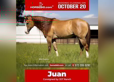 American Quarter Horse, Wallach, 6 Jahre, 155 cm, Falbe