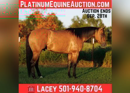 American Quarter Horse, Wallach, 6 Jahre, 155 cm, Falbe
