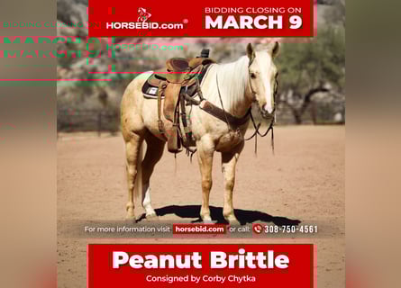 American Quarter Horse, Wallach, 6 Jahre, 155 cm, Palomino