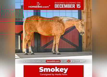 American Quarter Horse, Wallach, 6 Jahre, 155 cm, Palomino