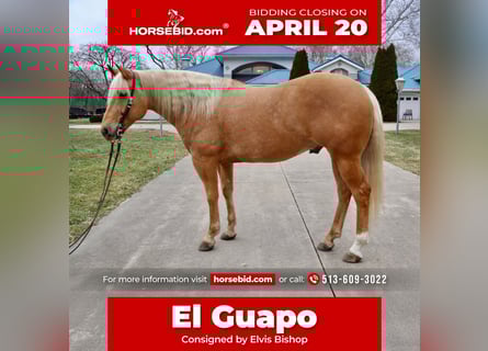 American Quarter Horse, Wallach, 6 Jahre, 155 cm, Palomino