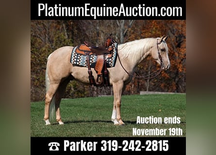 American Quarter Horse, Wallach, 6 Jahre, 155 cm, Palomino