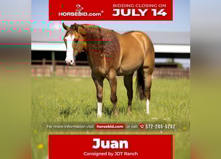 American Quarter Horse, Wallach, 6 Jahre, 155 cm