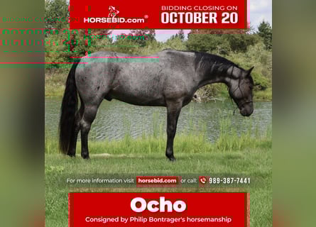 American Quarter Horse, Wallach, 6 Jahre, 155 cm, Roan-Blue