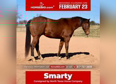 American Quarter Horse, Wallach, 6 Jahre, 155 cm, Rotbrauner