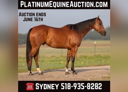American Quarter Horse, Wallach, 6 Jahre, 155 cm, Rotbrauner