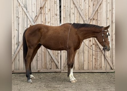 American Quarter Horse, Wallach, 6 Jahre, 155 cm