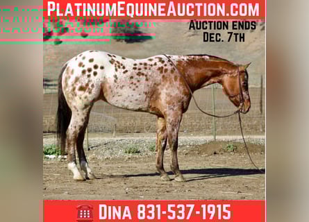 American Quarter Horse, Wallach, 6 Jahre, 157 cm, Buckskin