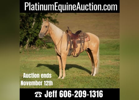 American Quarter Horse, Wallach, 6 Jahre, 157 cm, Palomino