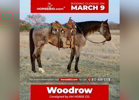 American Quarter Horse, Wallach, 6 Jahre, 157 cm, Roan-Bay