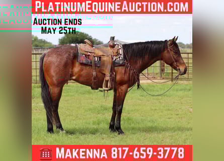 American Quarter Horse, Wallach, 6 Jahre, 157 cm, Roan-Bay