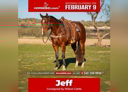 American Quarter Horse, Wallach, 6 Jahre, 157 cm, Rotbrauner