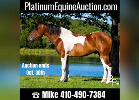 American Quarter Horse, Wallach, 6 Jahre, 157 cm, Tobiano-alle-Farben