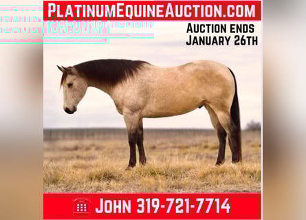 American Quarter Horse, Wallach, 6 Jahre, 160 cm, Buckskin