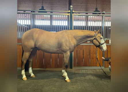American Quarter Horse, Wallach, 6 Jahre, 160 cm, Falbe