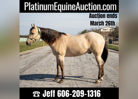 American Quarter Horse, Wallach, 6 Jahre, 160 cm, Falbe